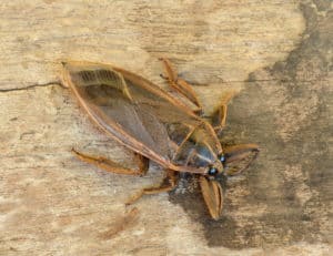 shutterstock 162536240 Giant,Water,Bug