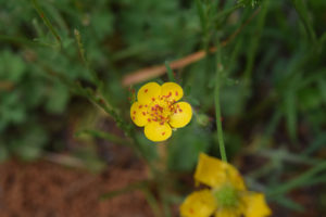 shutterstock 1727648602 Red,Mites,On,A,Small,Yellow,Flower