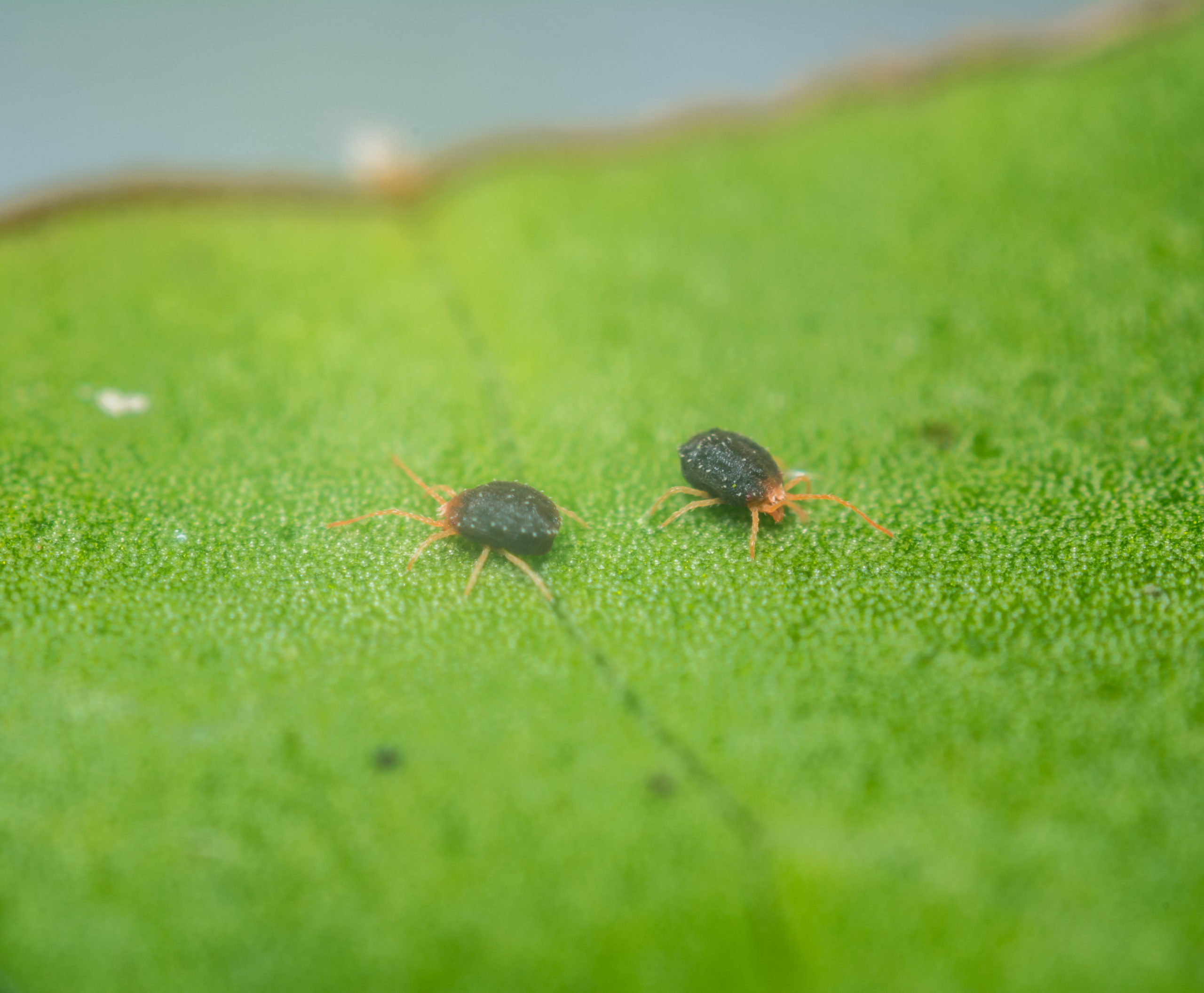 shutterstock 584155492 scaled What are Clover Mites?