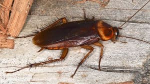 shutterstock 631419989 The,American,Cockroach,(periplaneta,Americana),,A,Species,Of,Cockroaches