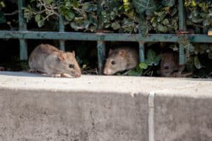 shutterstock 1089382694 Three,Rats,In,Paris