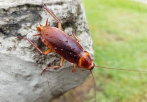 shutterstock 1626102262 American,Cockroach,(periplaneta,Americana),Is,The,Largest,Species,Of,Common