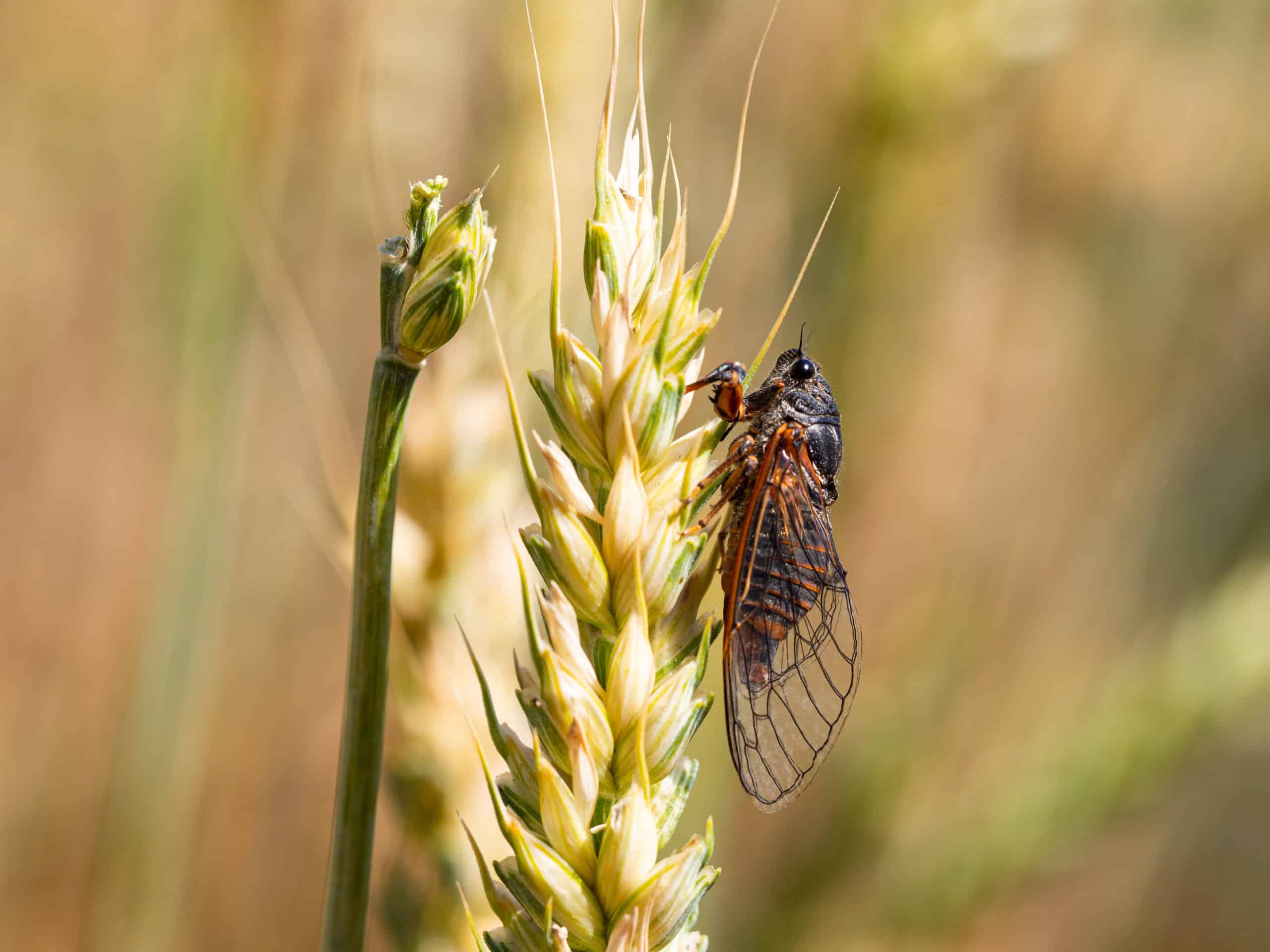 shutterstock 1721885461 scaled The Season of the Cicada