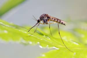 shutterstock 1931133827 Mosquito,Resting,On,The,Grass.,Male,And,Female,Mosquitoes,Feed