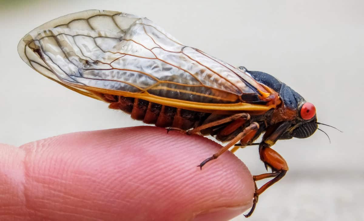 Periodical,Cicada,Adult,,(magicicada,Septendecim),Northern,Illinois,Sub ...