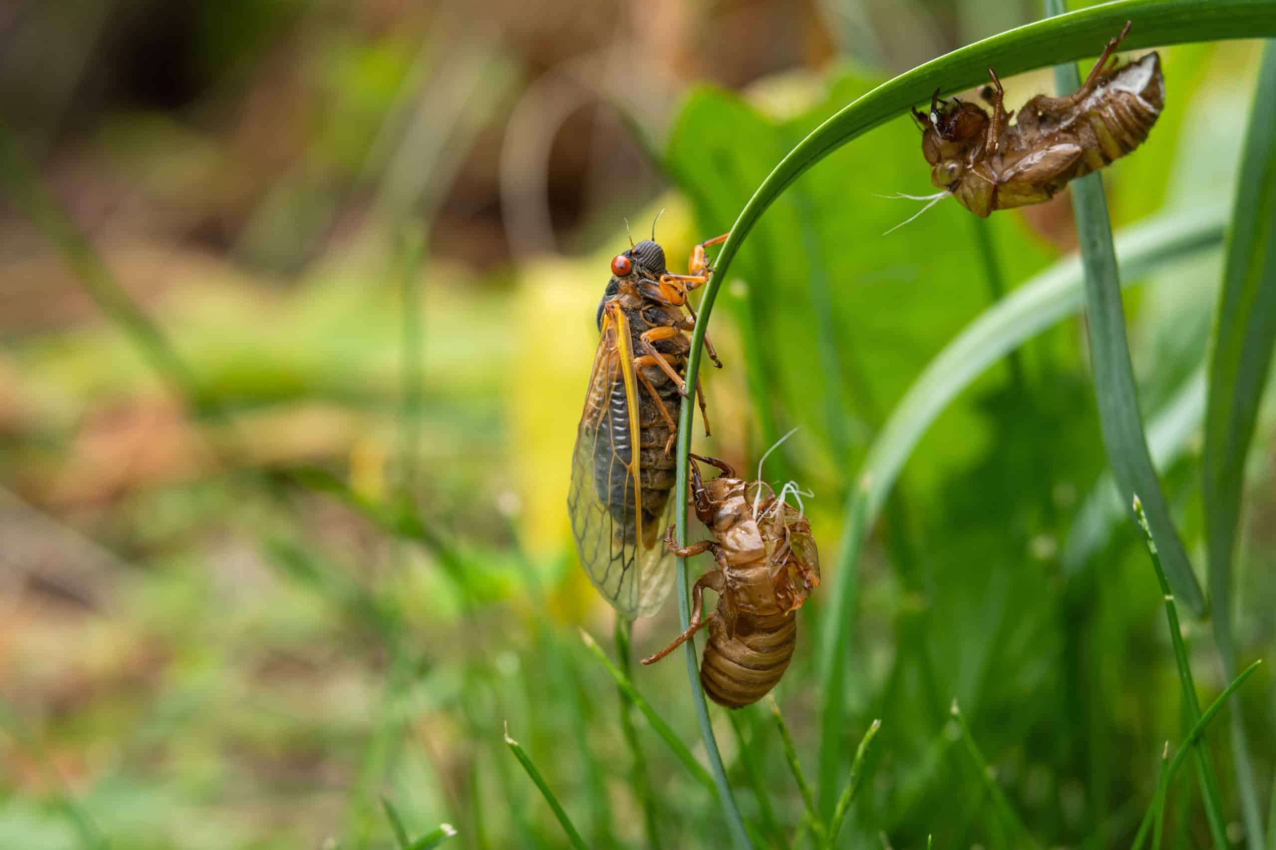 shutterstock 1974620465 scaled The Season of the Cicada