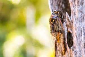 shutterstock 650061472 Cicada,Bug.,Cicada,Insect.,Cicada,Stick,On,Tree,At,The