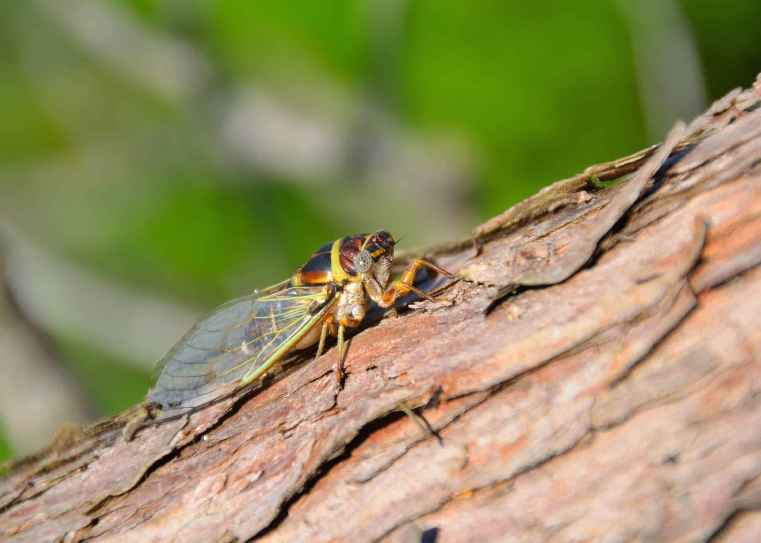 shutterstock 790166353 scaled The Season of the Cicada