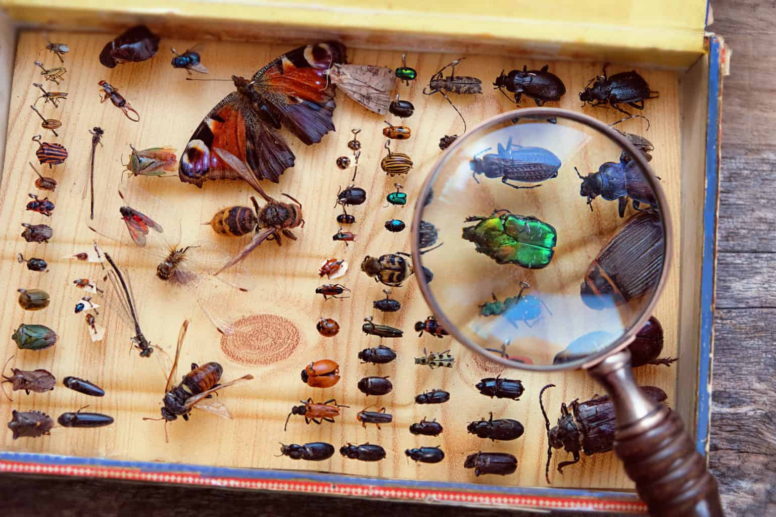 Collecting,Insects,On,Pins,And,Magnifying,Glass.,Amateur,Or,Homemade ...