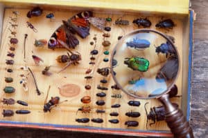 shutterstock 1039970821 Collecting,Insects,On,Pins,And,Magnifying,Glass.,Amateur,Or,Homemade