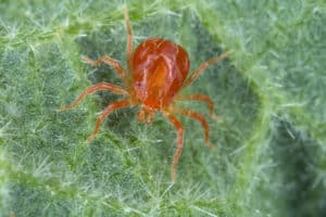 shutterstock 1125728075 Anystidae,Sp.,Predatory,Mite,On,A,Mallow,Leaf.