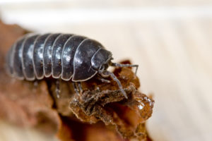 shutterstock 15323902 A,Common,Terrestrial,Crustacean,The,Pill,Bug,,Or,Sow,Bug,