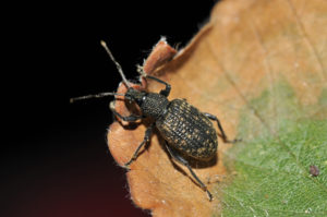 shutterstock 153880409 Black,Vine,Weevil,-,Otiorhynchus,Sulcatus