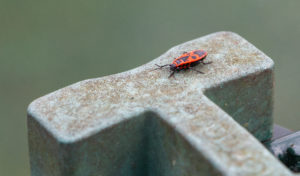 shutterstock 1806704689 A,Picture,Of,A,Box,Elder,Bug,On,Top,Of