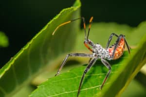 shutterstock 182813606 Assassin,Bug,On,A,Green,Leaf