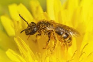 shutterstock 1911955840 A,Closeup,Of,A,Female,Sweat,Bee,Lasioglossum,Calceatum,On