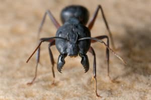 shutterstock 533153680 A,Big,Black,Ant,With,Giant,Opened,Jaws,Looking,Straight