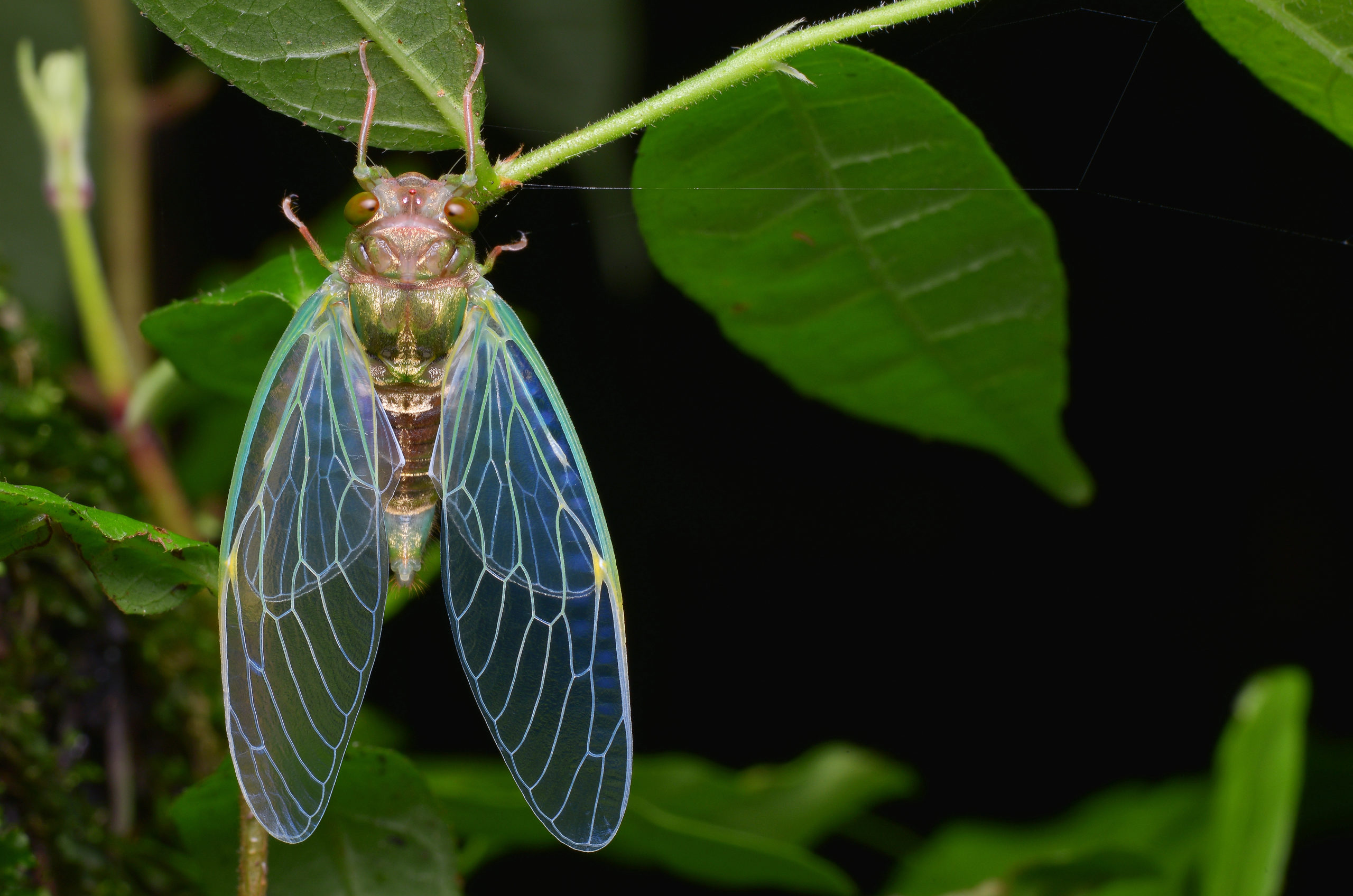 shutterstock 1068451898 scaled What’s All the Buzz? – Insect Noises and How They’re Made