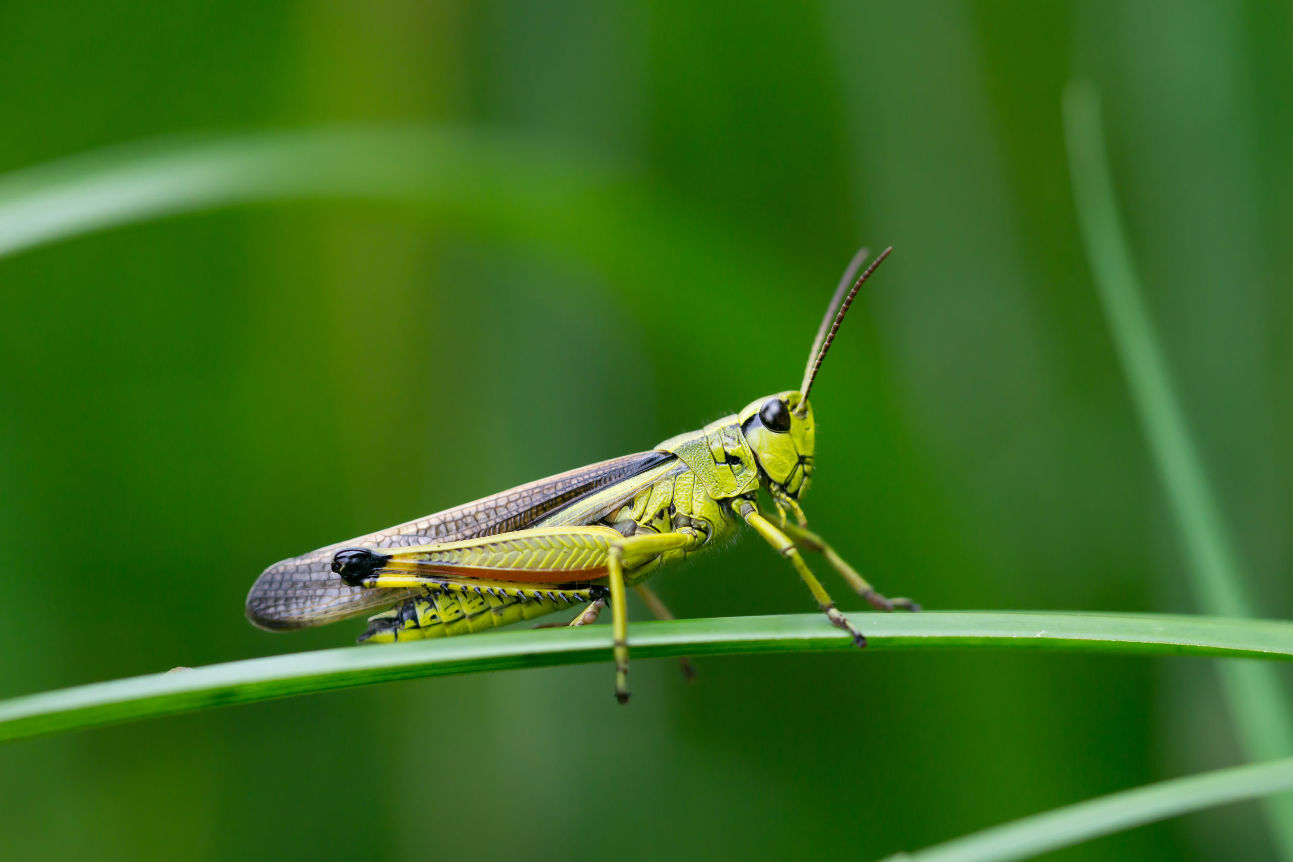 shutterstock 1261481035 scaled What’s All the Buzz? – Insect Noises and How They’re Made