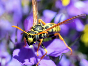 shutterstock 145898969 European,Paper,Wasp