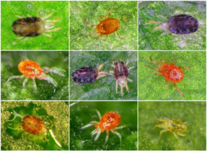 shutterstock 1894864861 Mites,(arachnida:,Acari).,Different,Species.,Set,Of,Photos