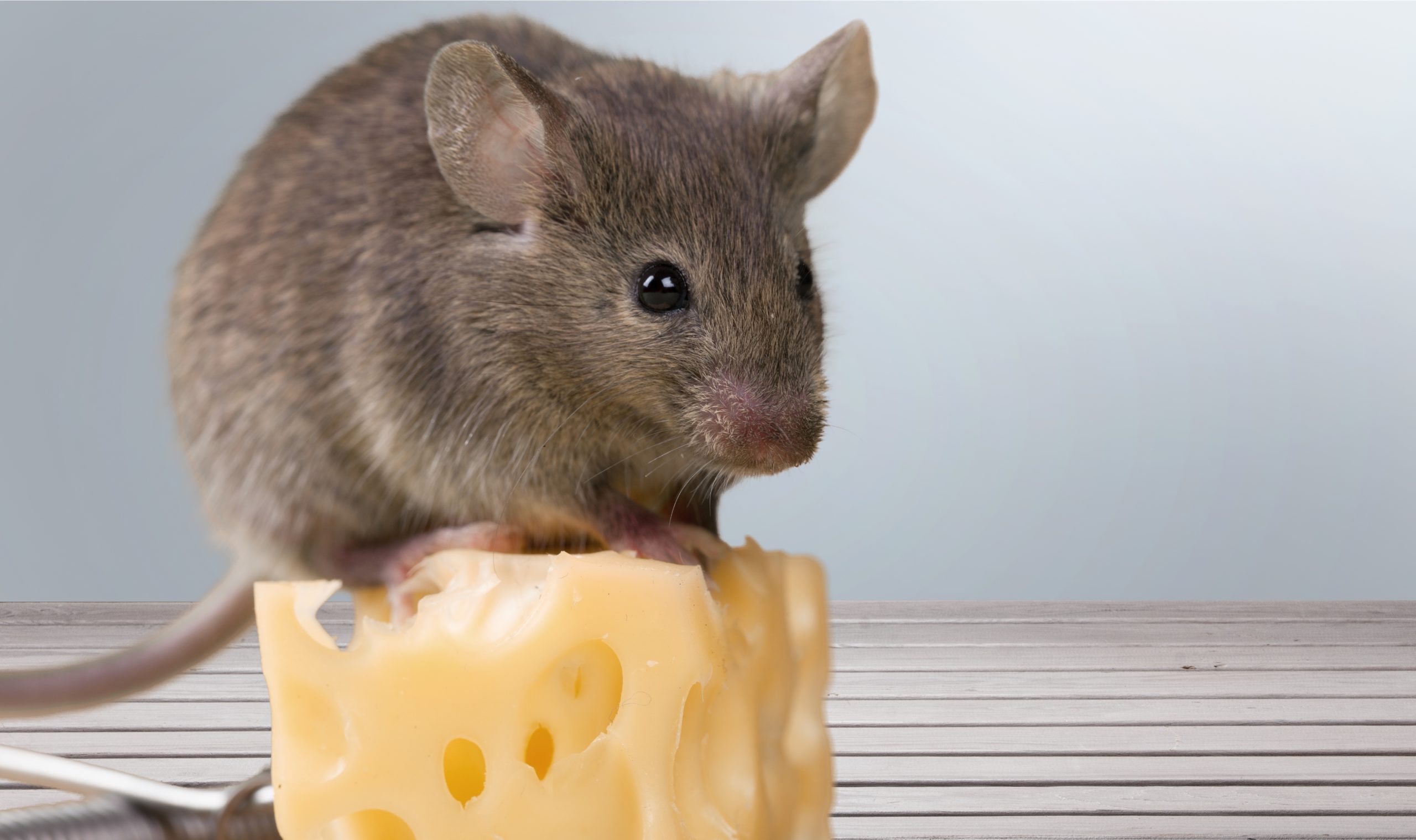 True or False - Cheese Is The Best Rodent Bait?: Pointe Pest Control