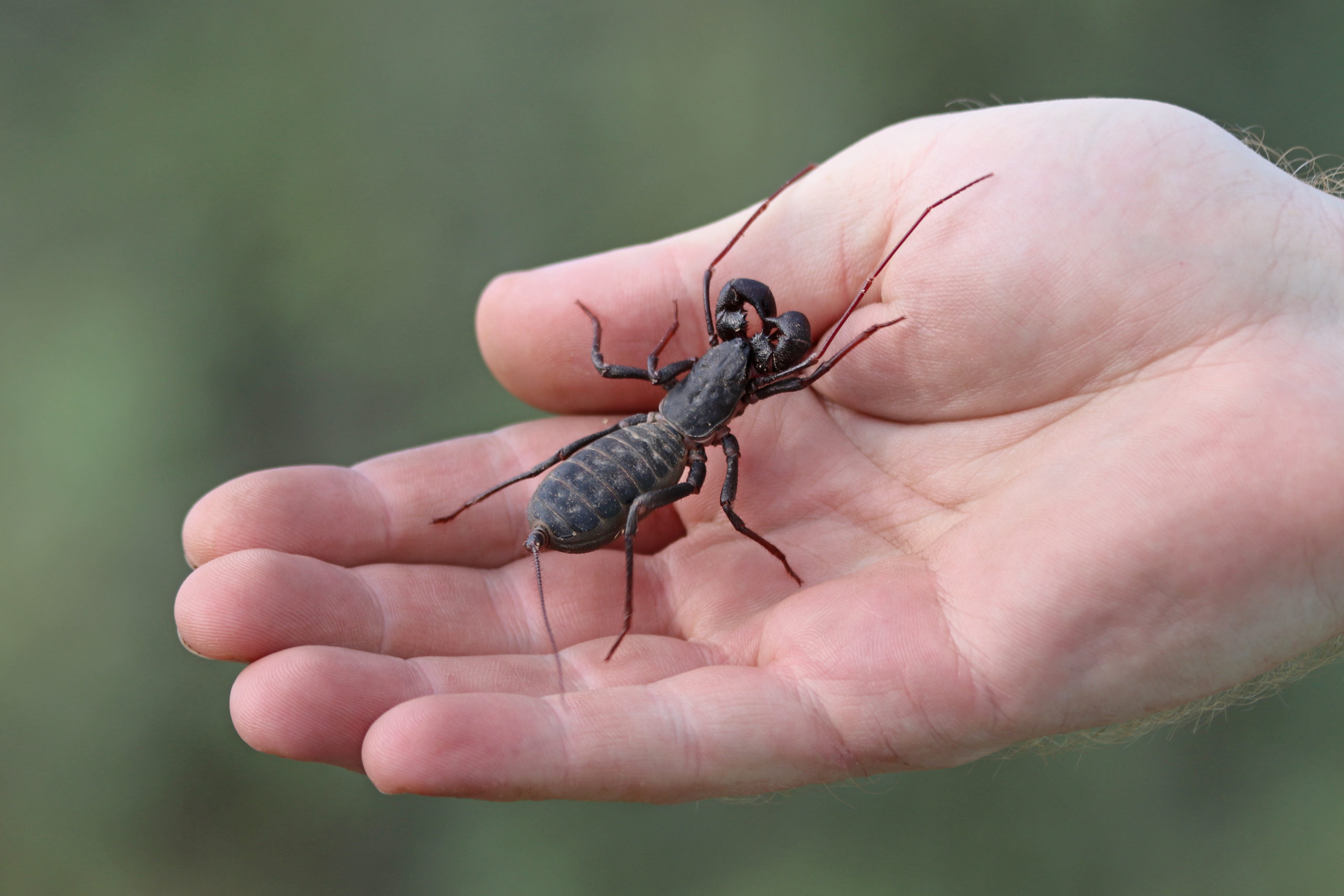 Vinegaroon,(mastigoproctus,Giganteus) Pointe Pest Control Chicago