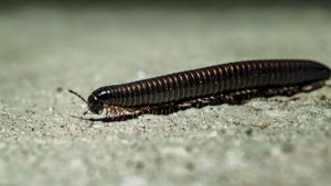 shutterstock 1376924003 Portuguese,Millipede,,Is,A,Herbivorous,Millipede,Native,To,The,Southern