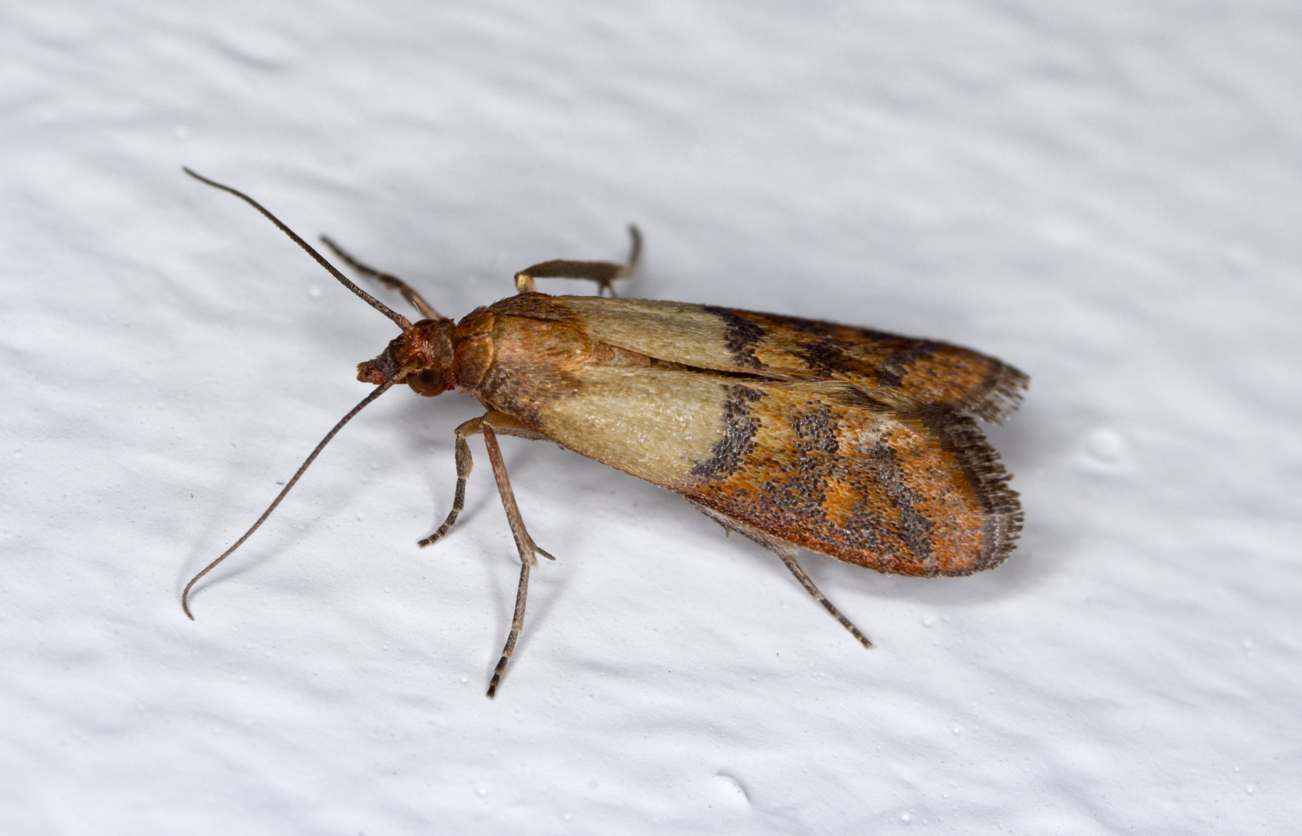 shutterstock 1236625060 scaled Indian Meal Moths