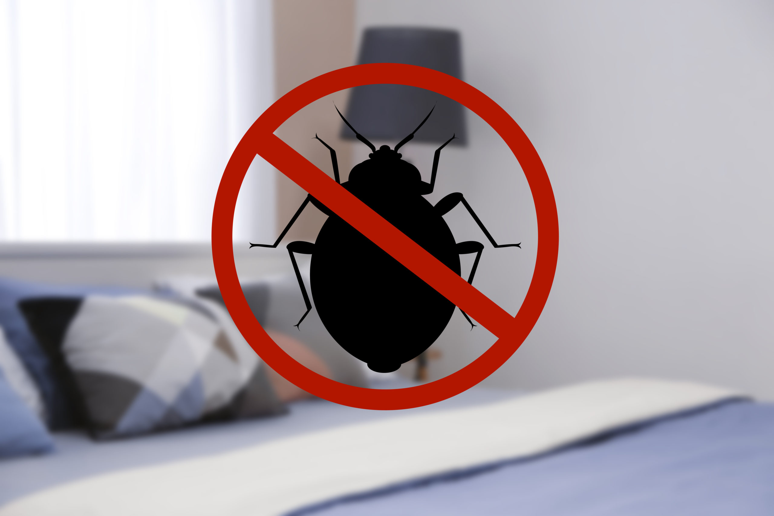 shutterstock 1031701807 scaled 5 FAQs About Bed Bugs