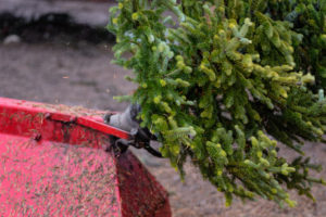 shutterstock 1591052863 Closeup,Of,Shaker,Machine,Shaking,Pine,Needles,Off,Fresh,Cut