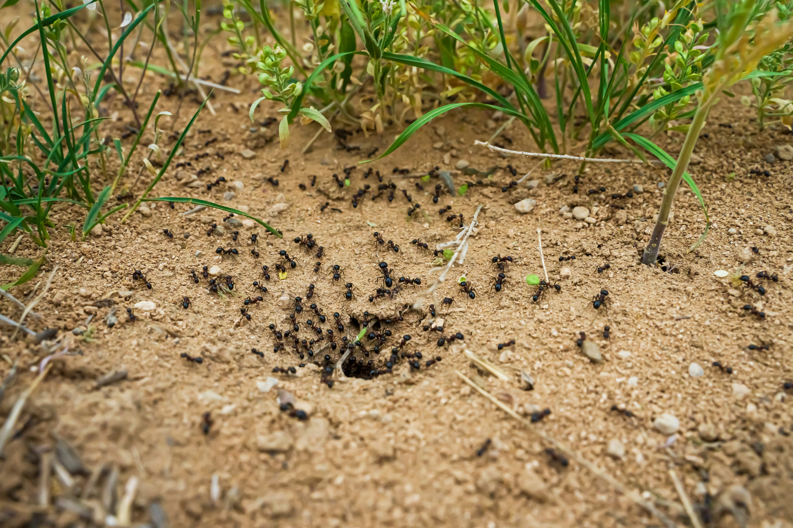 baseball ants scaled Take Me Out to the Ball Game: Pests on the Baseball/Softball Diamond