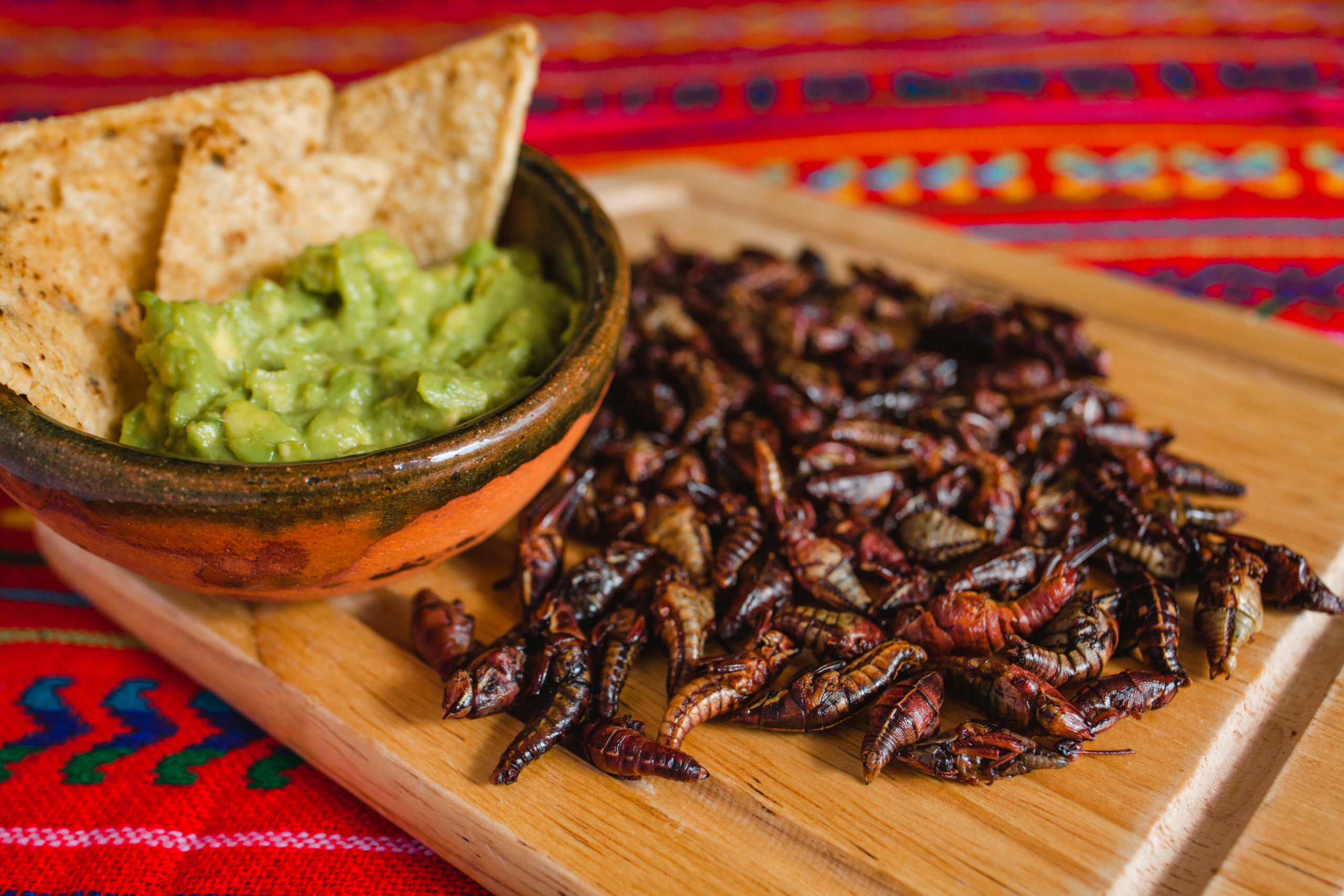 baseball chapulines scaled Take Me Out to the Ball Game: Pests on the Baseball/Softball Diamond