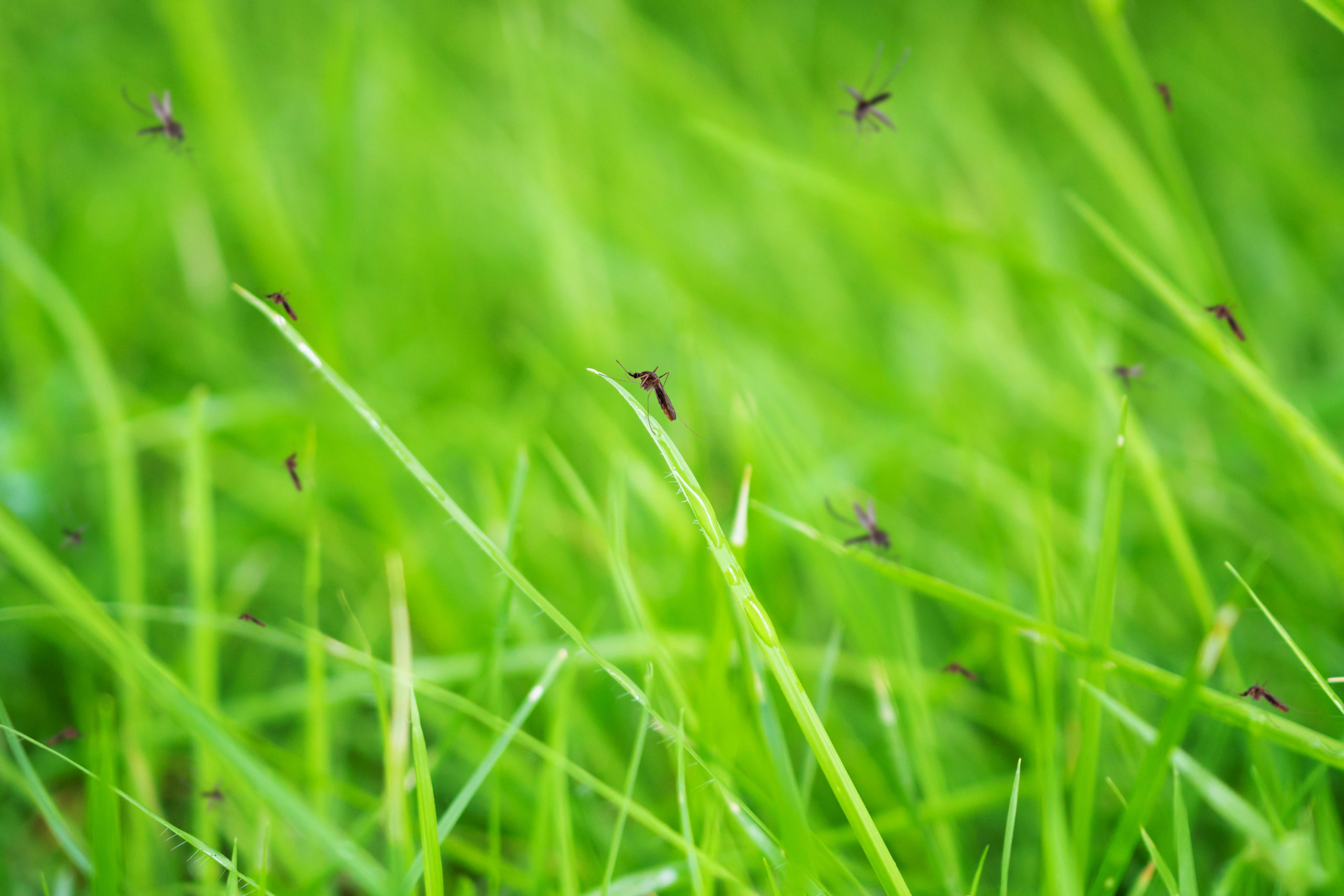 baseball mosquitoes scaled Take Me Out to the Ball Game: Pests on the Baseball/Softball Diamond