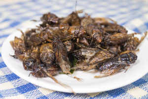 cooked cicadas Deep,Fried,Cicada,Thai,Food,Protein,The,Normal,Traditional,Local