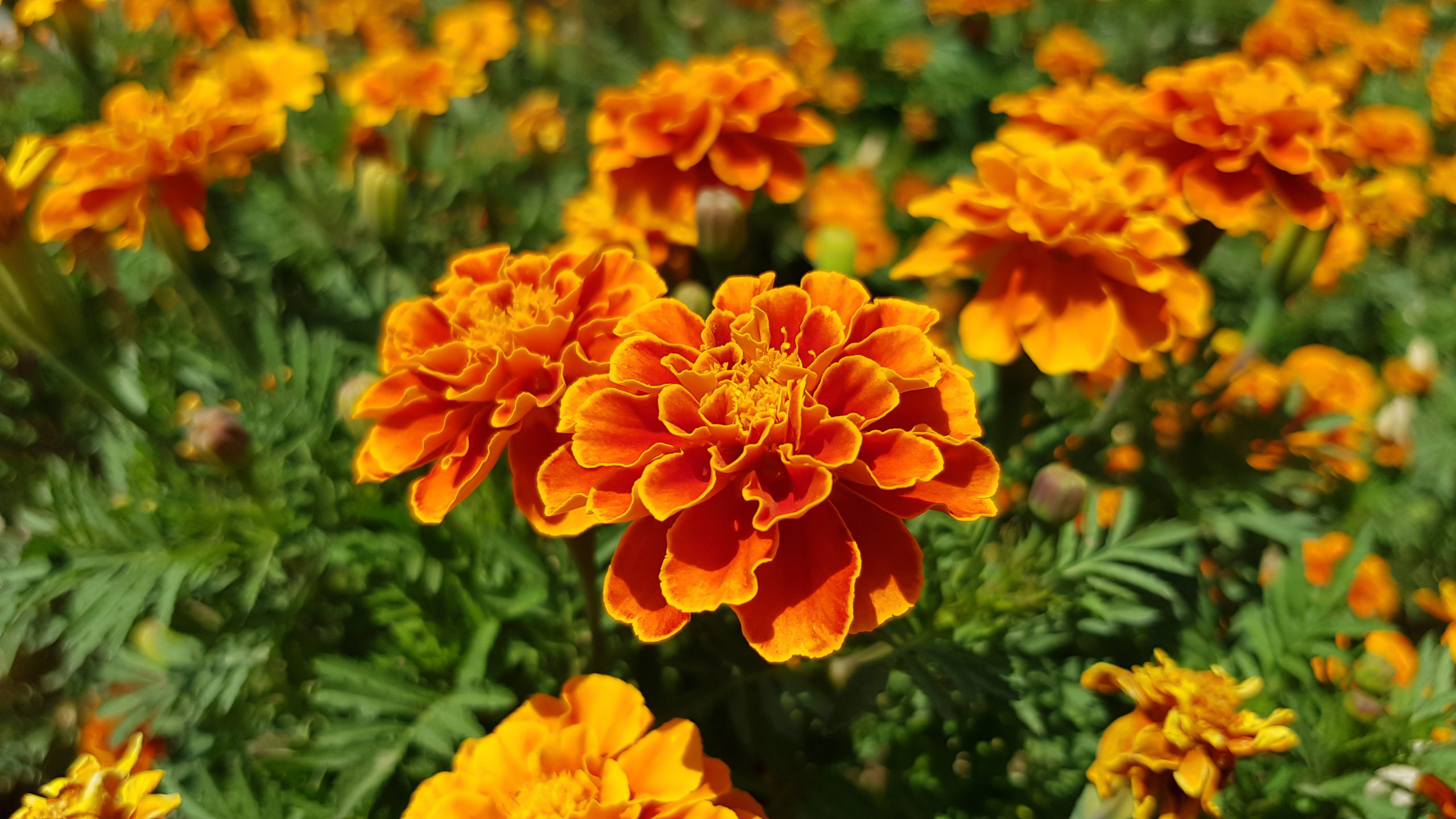 marigolds scaled 11 Pest-Repelling Plants for Your Yard