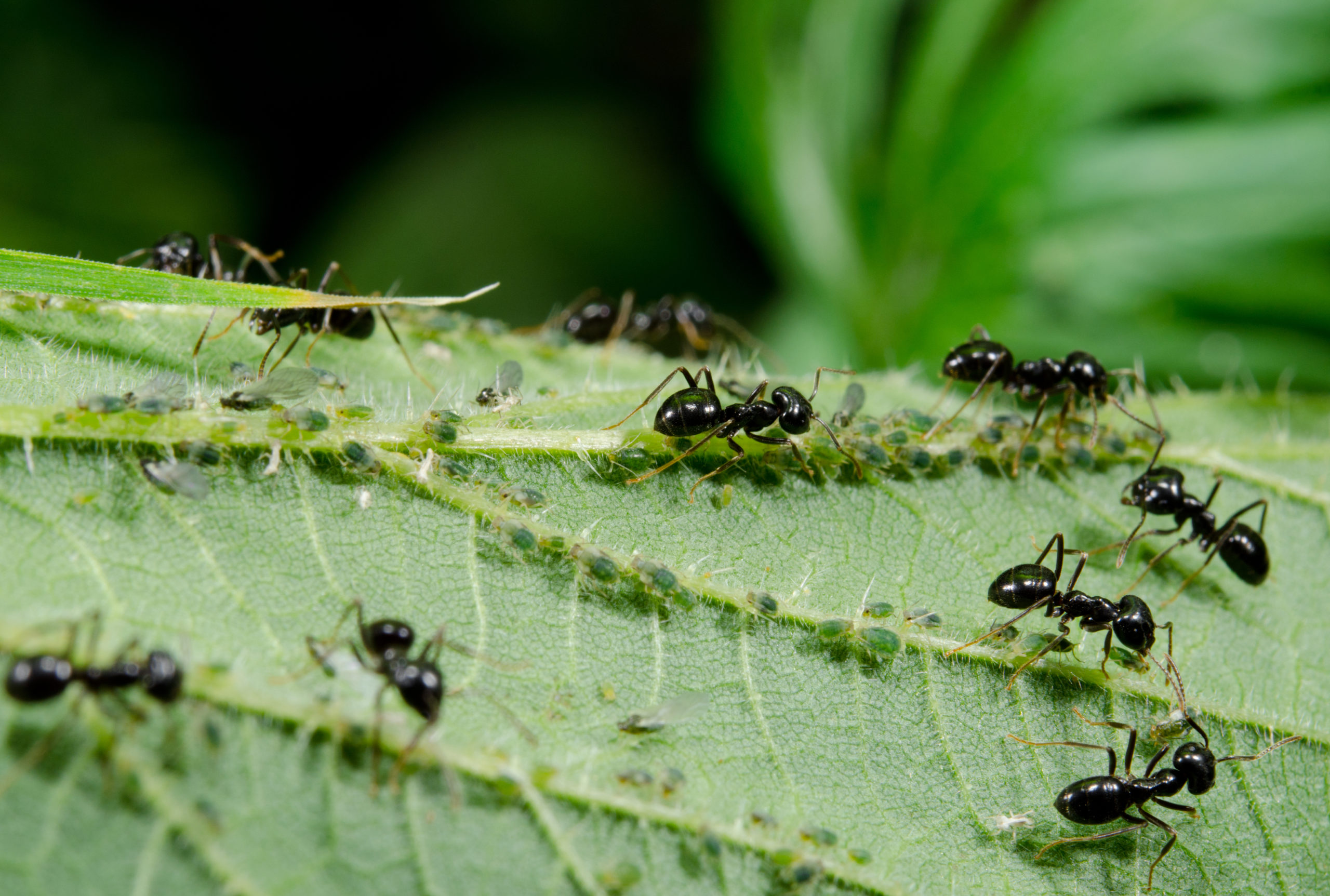 Народные средства борьбы с муравьями. Черный садовый муравей с тлей. Тля и муравьи. Муравьи вредители. Огородные вредители тля.