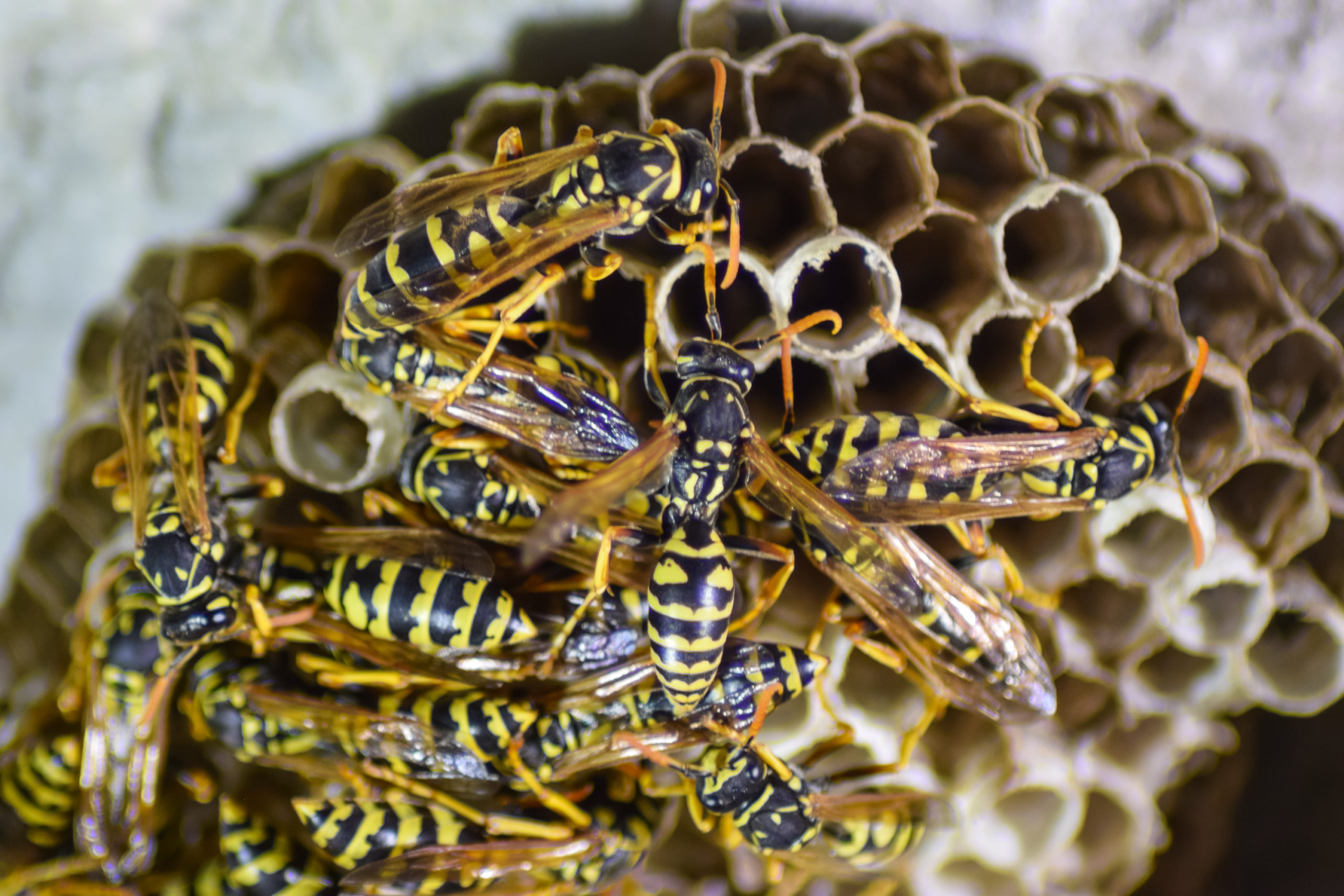 common pest wasp scaled 5 Most Common Pests Treated by Pointe Pest Control