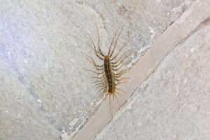 painful house centipede House,Centipede,(scutigera,Coleoptrata),On,Wall