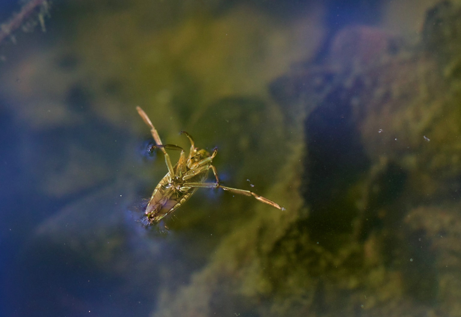 backswimmer-insect-floating-in-pond-pointe-pest-control-chicago