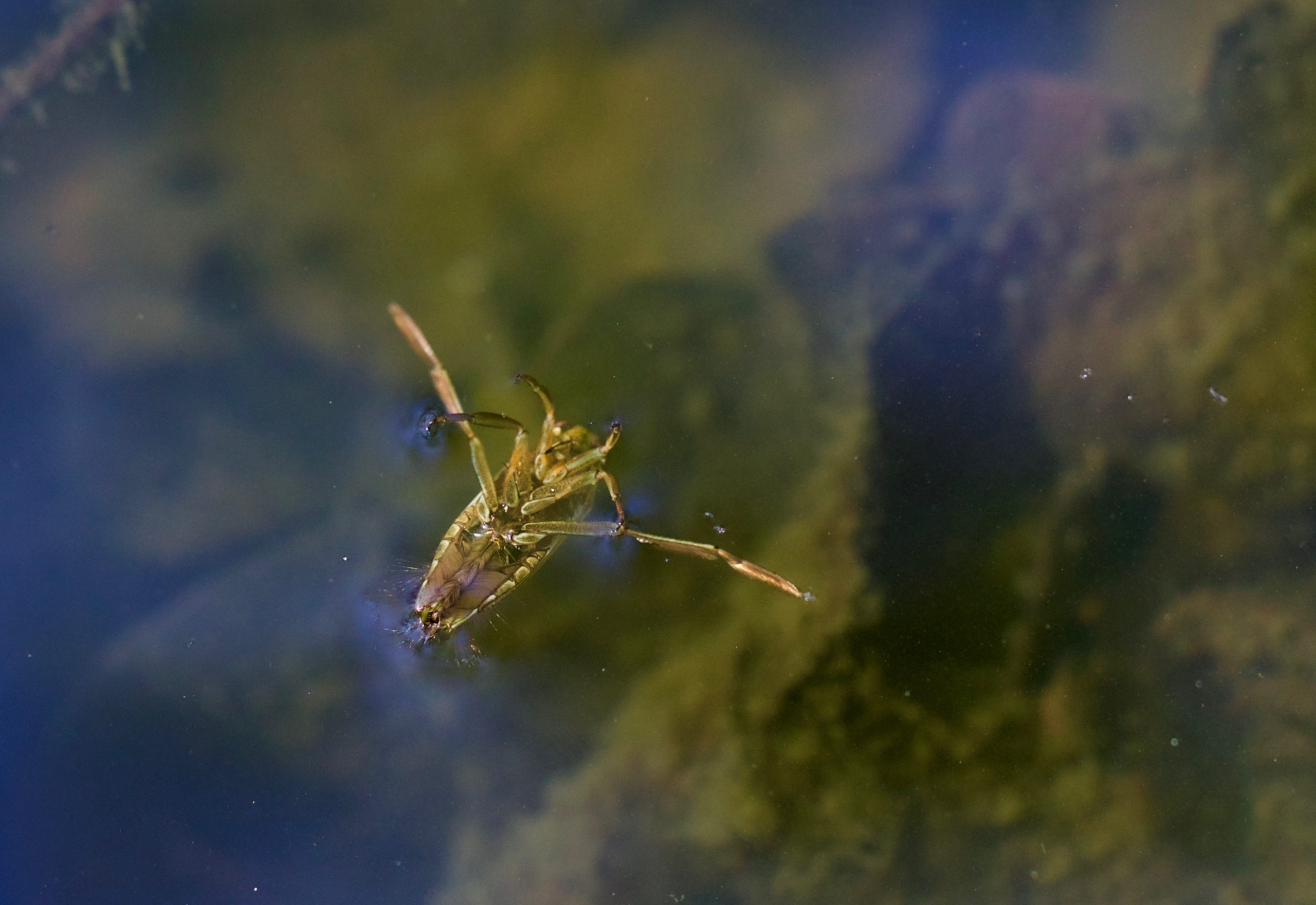 pool pests back swimmer 2 scaled 6 Common Pool Pests that Prevent You From Having Fun in the Sun