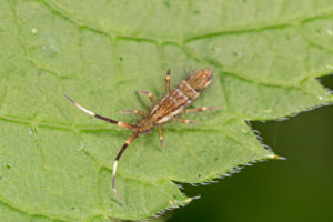 pool pests springtails Orchesella,Flavescens,Is,A,Species,Of,Slender,Springtail,In,The