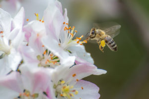 beneficial pest beneficial Flying,Honey,Bee,Collecting,Bee,Pollen,From,Apple,Blossom.