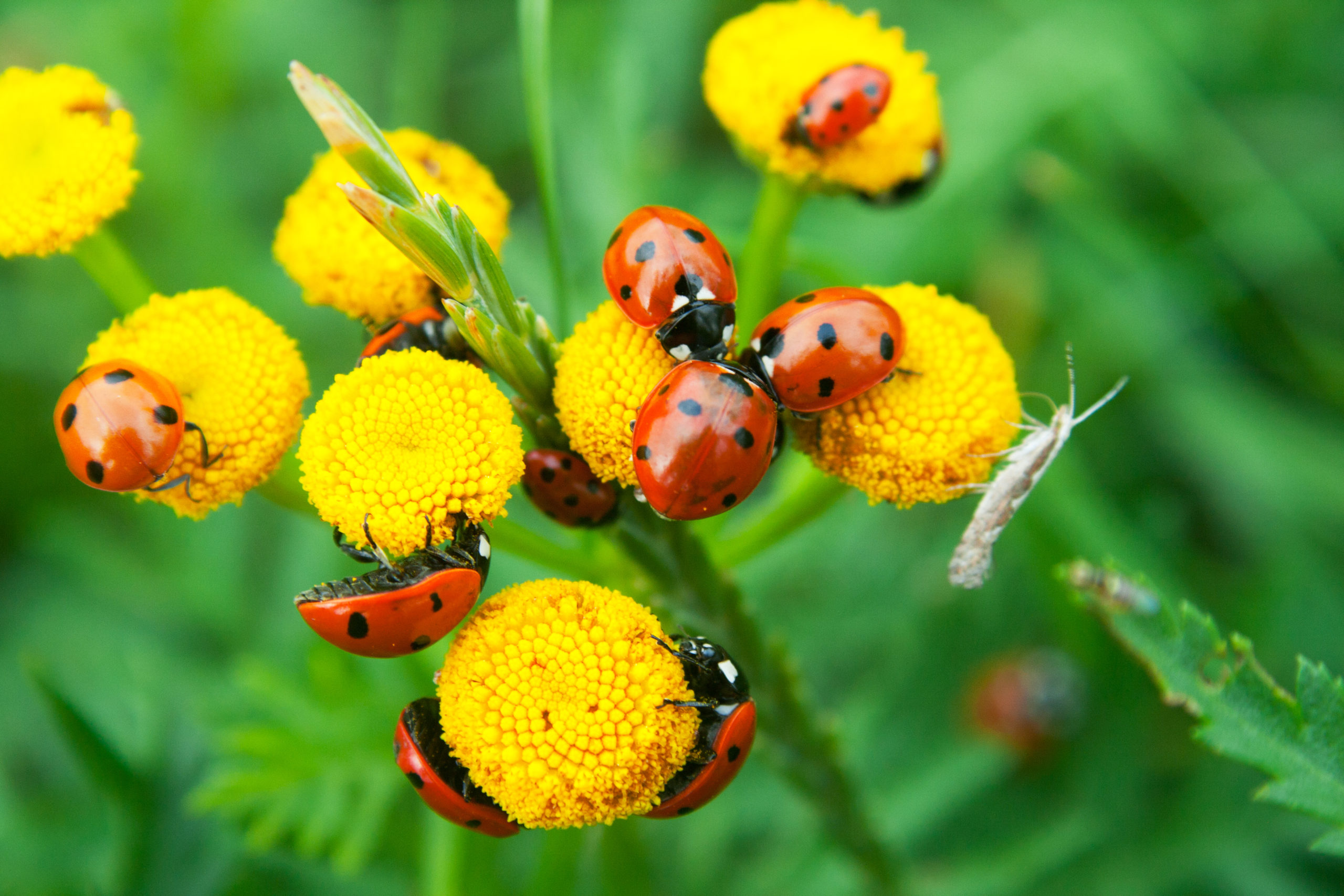 Beneficial Insects vs. Pests What’s the Actual Difference? Pointe