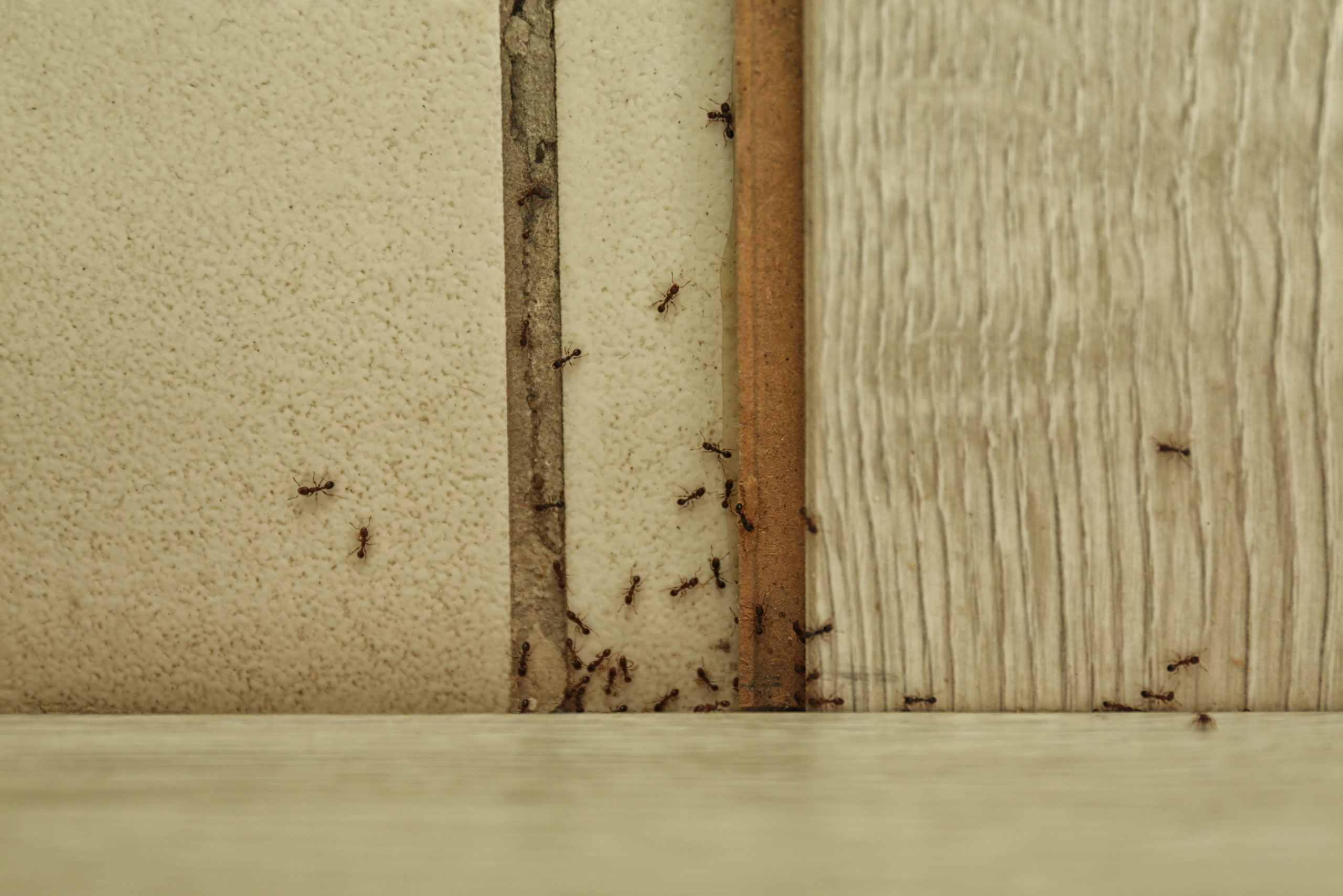 whats bugging ants scaled What’s Bugging You? : The 5 Most Difficult Pests to Eliminate