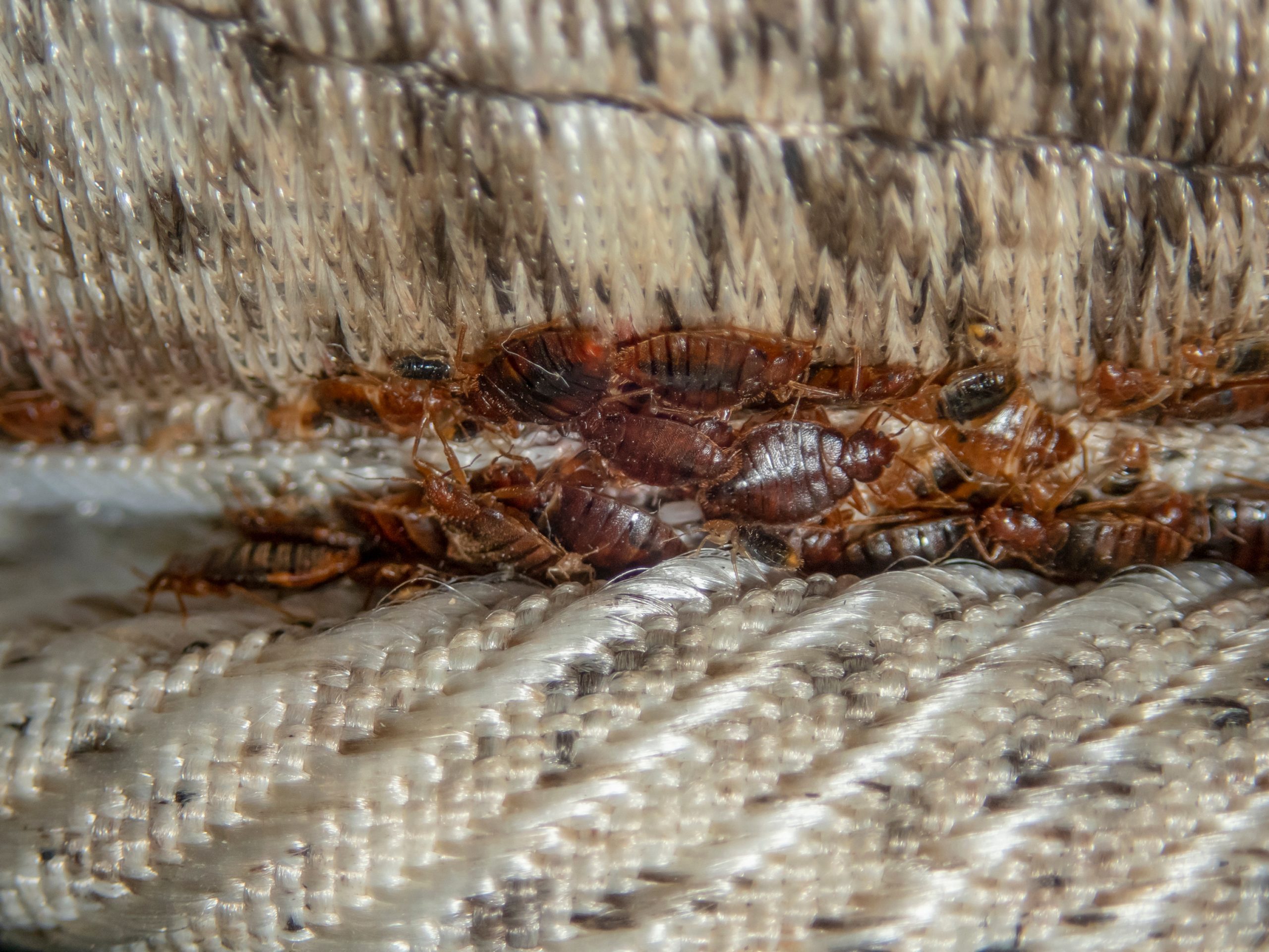 whats bugging bed bugs scaled What’s Bugging You? : The 5 Most Difficult Pests to Eliminate