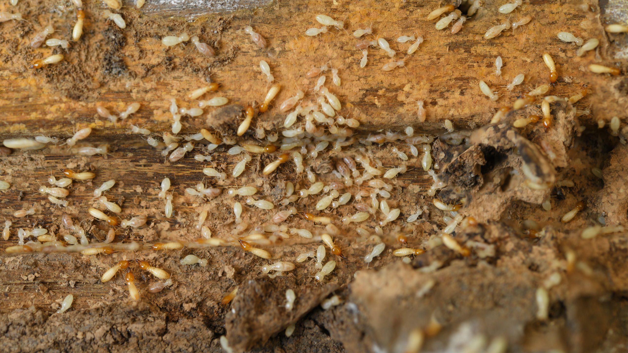 whats bugging termite scaled What’s Bugging You? : The 5 Most Difficult Pests to Eliminate