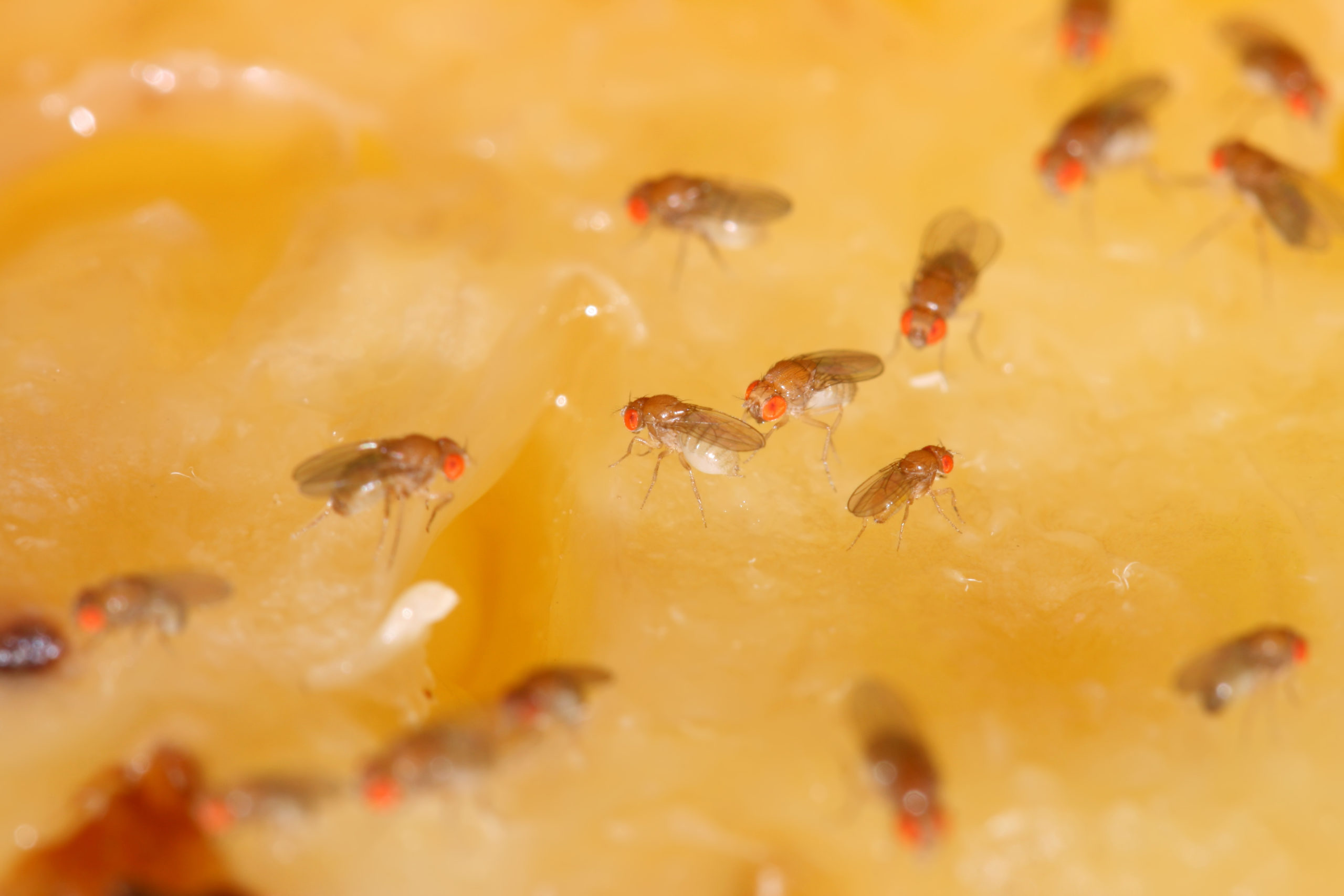 Are You Struggling With Fruit Flies In Baton Rouge?