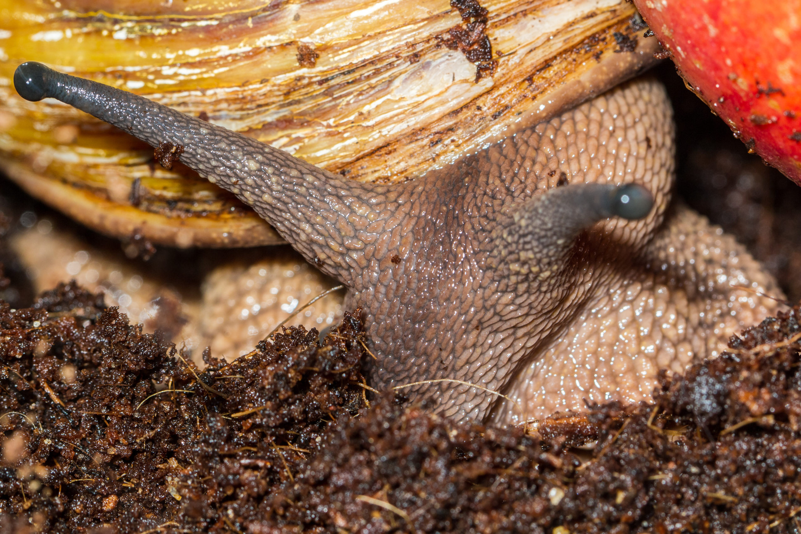 giant snails florida scaled Invasion of the Giant African Land Snails!