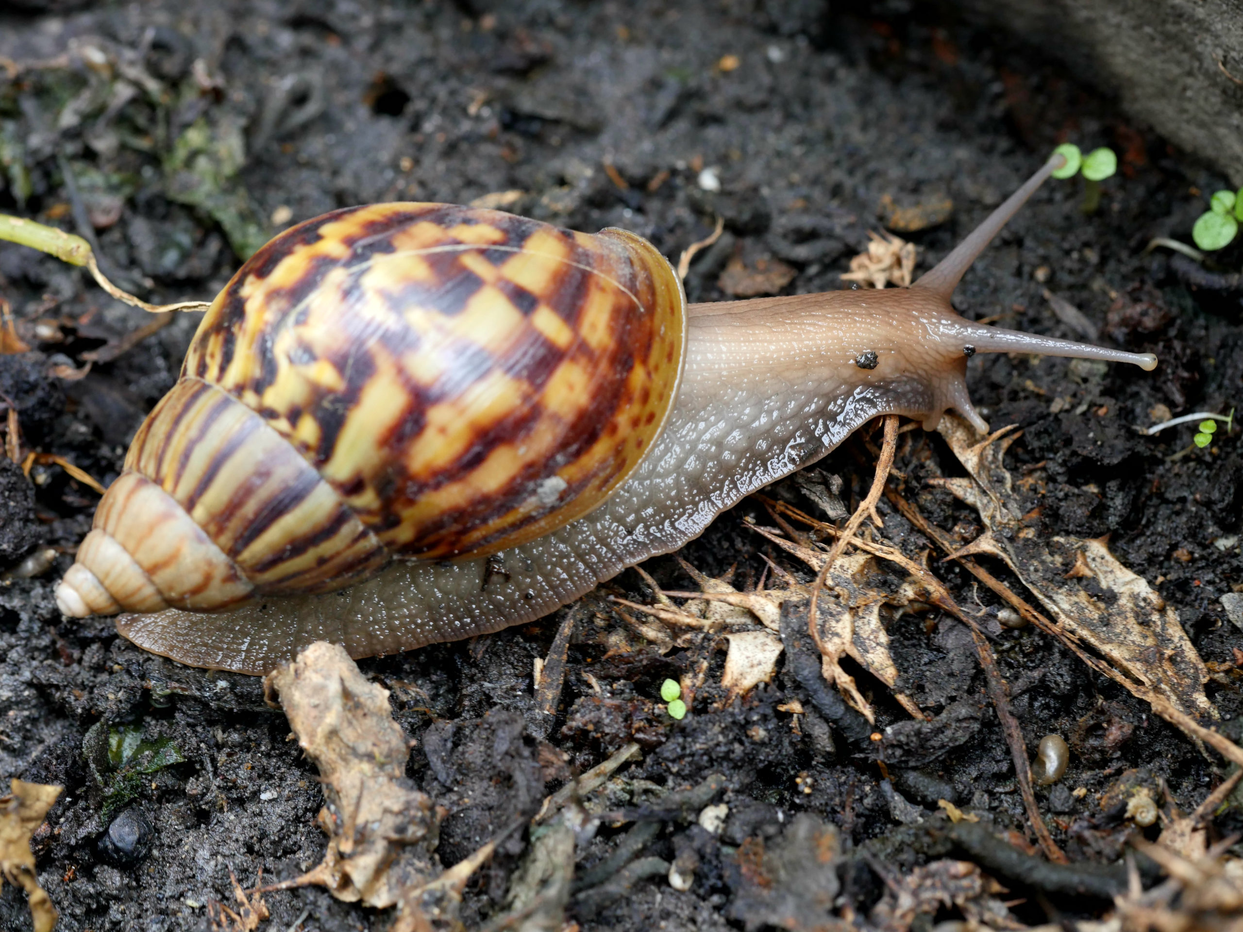 giant snails nightmare scaled Invasion of the Giant African Land Snails!